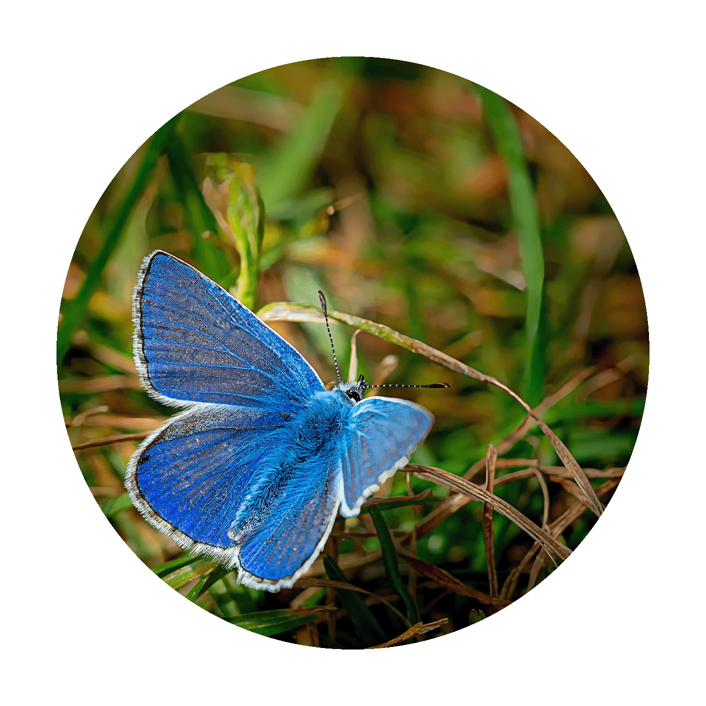 Wandcirkel Bluetterfly - Macrofoto van Common Blue Butterfly bij Loop Head, Ierland