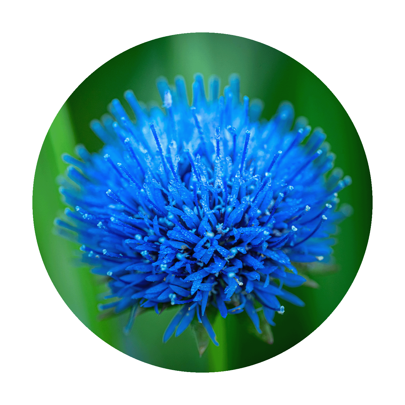 Wandcirkel Proud and Blue - Macrofoto van Sheeps Bit uit Ierland