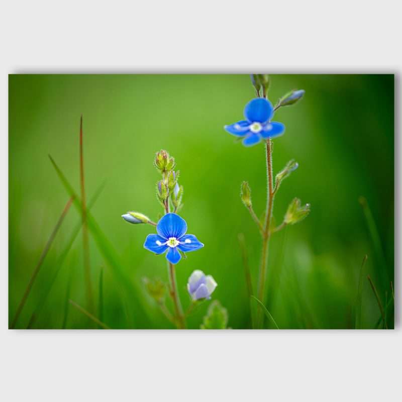 Wanddecoratie Blue Cuties - Macro foto van vergeet-me-nietjes uit County Kerry, Ierland