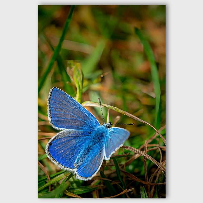 Wanddecoratie Bluetterfly - Macrofoto van Common Blue Butterfly bij Loop Head, Ierland