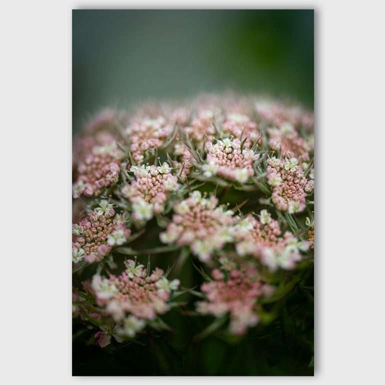 Wanddecoratie Bouquet - Macrofoto van Wild Carrot bloem uit Bellyvaughan, Ierland