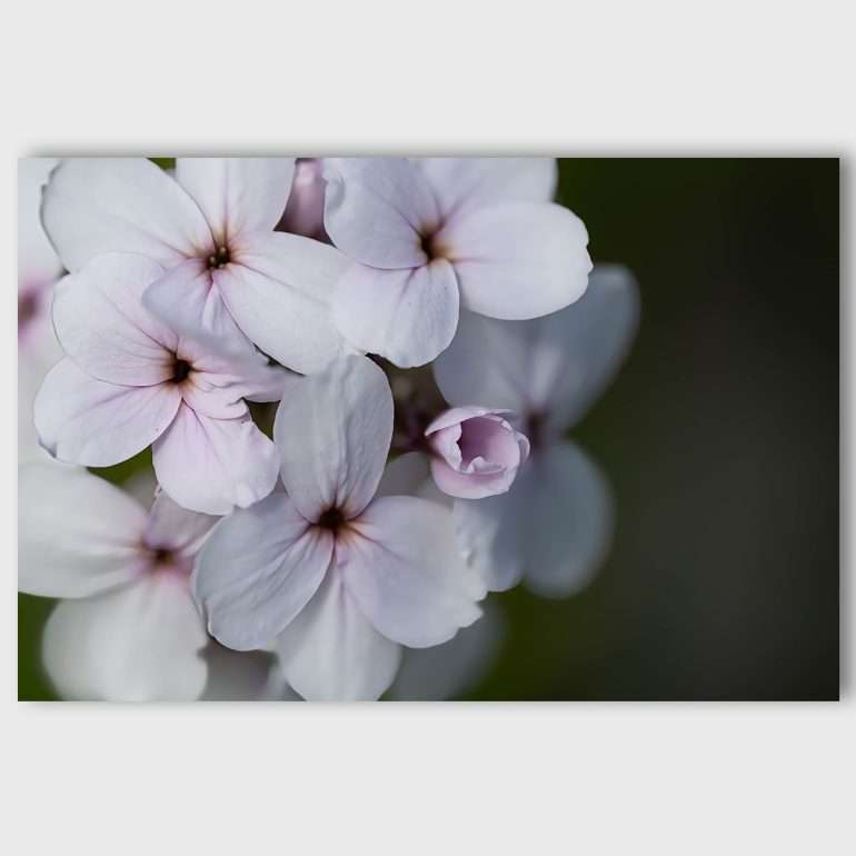 Wanddecoratie Forgotten Rose - Macrofoto van witte bloem uit Ierland