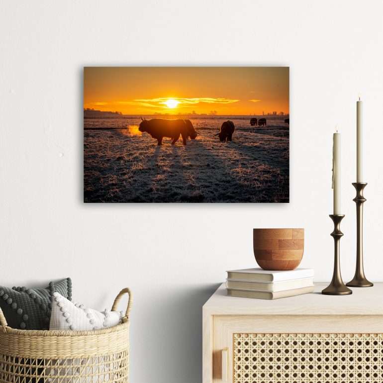 Muurdecoratie Schotse Hooglanders bij Zonsopkomst in de kou