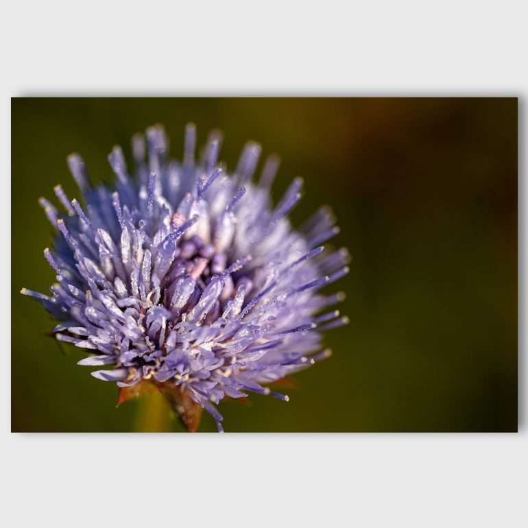 Wanddecoratie Cutie - Macrofoto van zandblauwtje uit Ierland