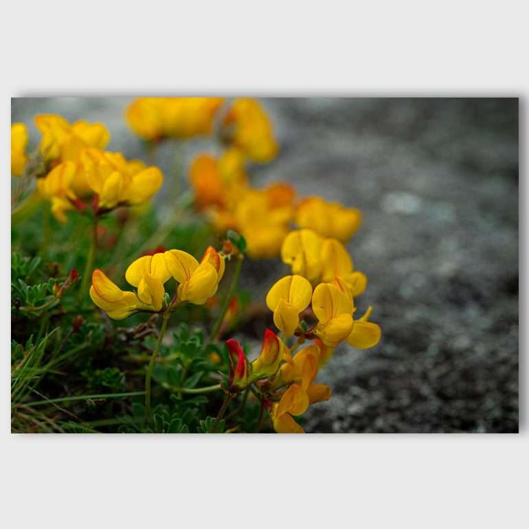 Wanddecoratie In Disguise - Macrofoto van gele Bird’s-foot trefoil uit Ierland