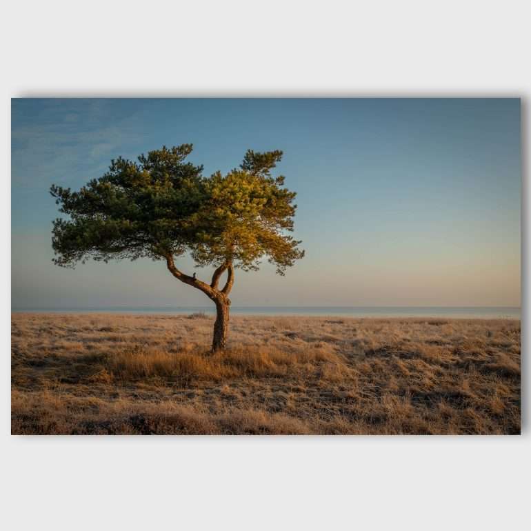 Wanddecoratie Lone Tree - Eenzaam Boomlandschap aan de Oostkust van Jutland
