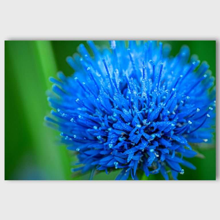 Wanddecoratie Proud and Blue - Macrofoto van Sheeps Bit uit Ierland