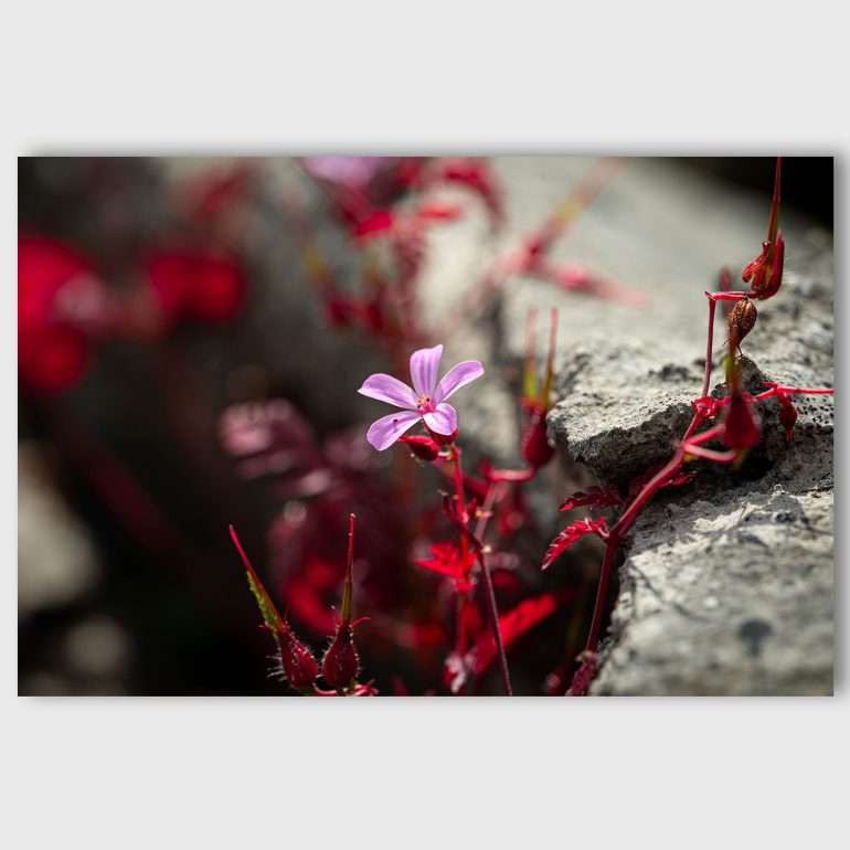 Wanddecoratie Rock Climber - Macrofoto van Bloem uit Burren National Park, Ierland