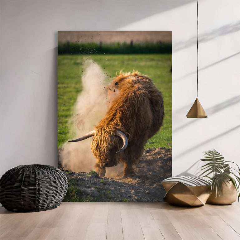 Wanddecoratie Sander - Schotse Hooglander in de Kollumerwaard bij Lauwersoog