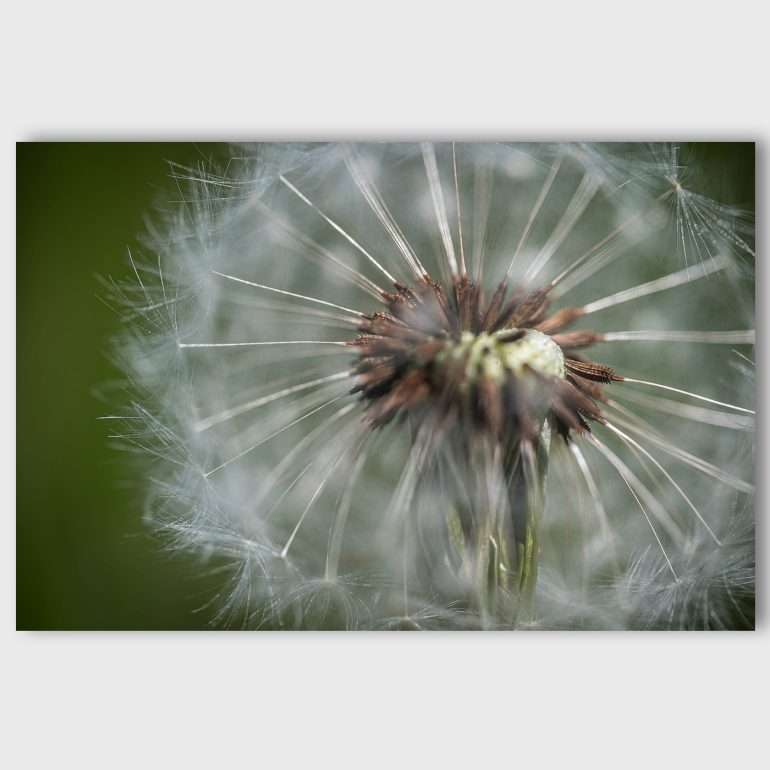 Wanddecoratie So Common - Macrofoto van Paardebloem op Bornholm