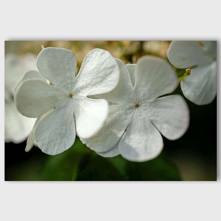 Wanddecoratie So Friendly - Macrofoto van Guelder-rose Bloemen uit West Ierland