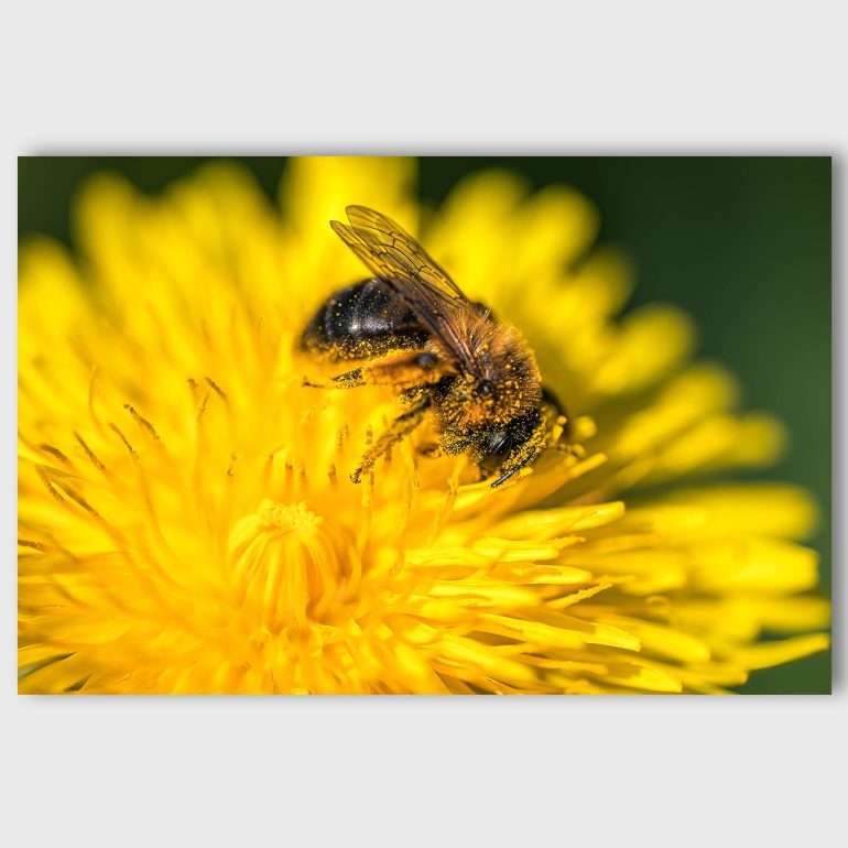 Wanddecoratie Sweettooth - Macrofoto van een Bij op Bornholm