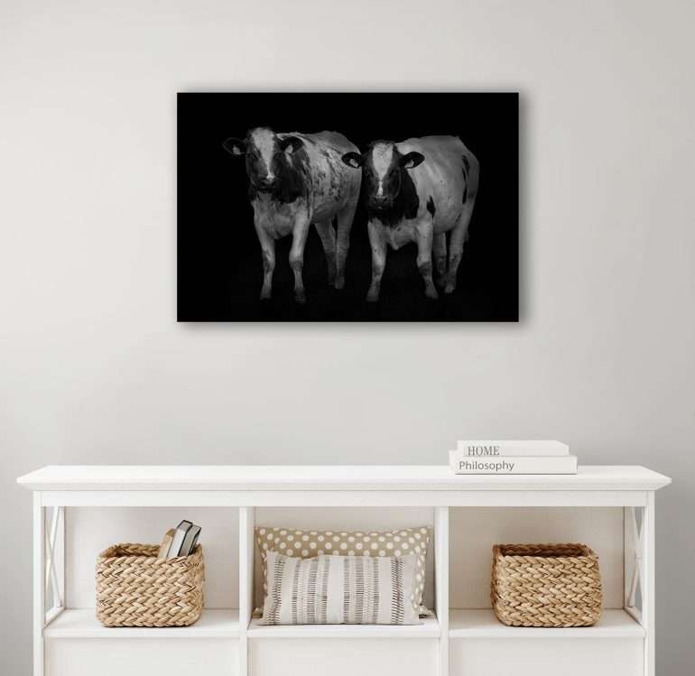 Two Sisters Zwart-wit wanddecoratie van twee nieuwsgierige koeien bij de kust, met een mysterieuze en elegante uitstraling