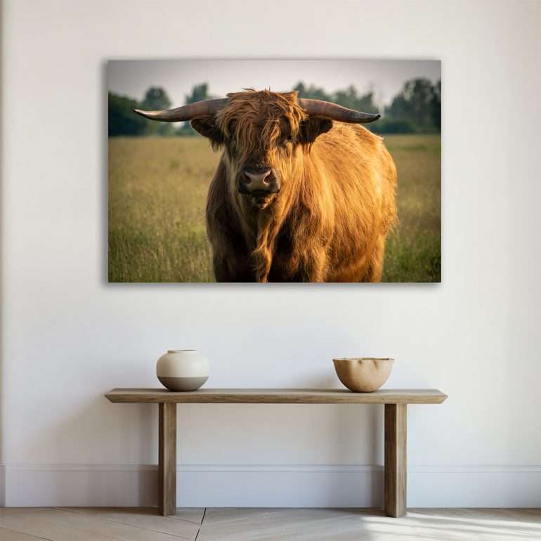 Wanddecoratie Curious met nieuwsgierige Schotse Hooglander in close-up