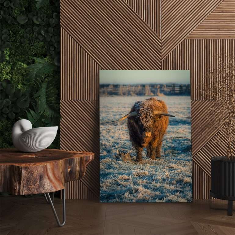 Wanddecoratie Frosty - Schotse Hooglander op koude winterochtend in het Lauwersmeergebied