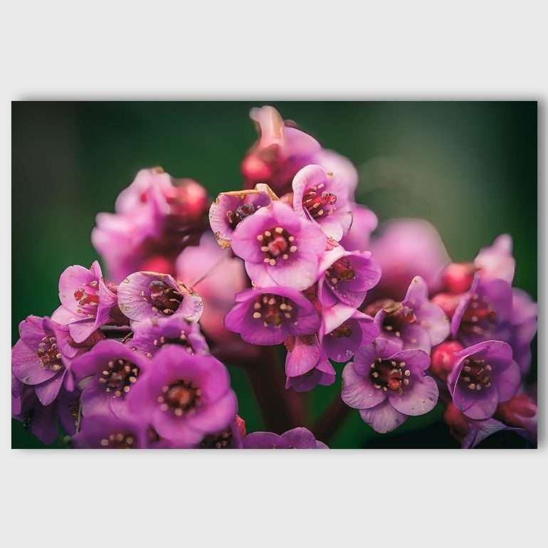 Blushing Bergenia wanddecoratie met bloeiende Bergenia bloem