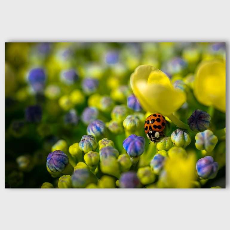Ladybug Blossom wanddecoratie met bloeiende plant in geel-paarse kleuren en lieveheersbeestje