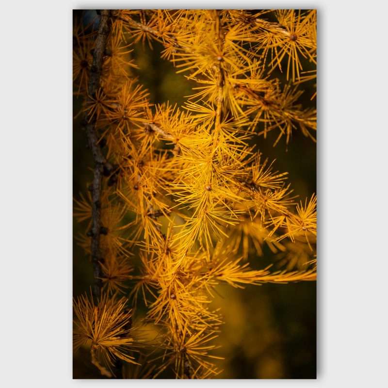 Wanddecoratie Yellow Larches – Gele lariksen in herfstkleuren