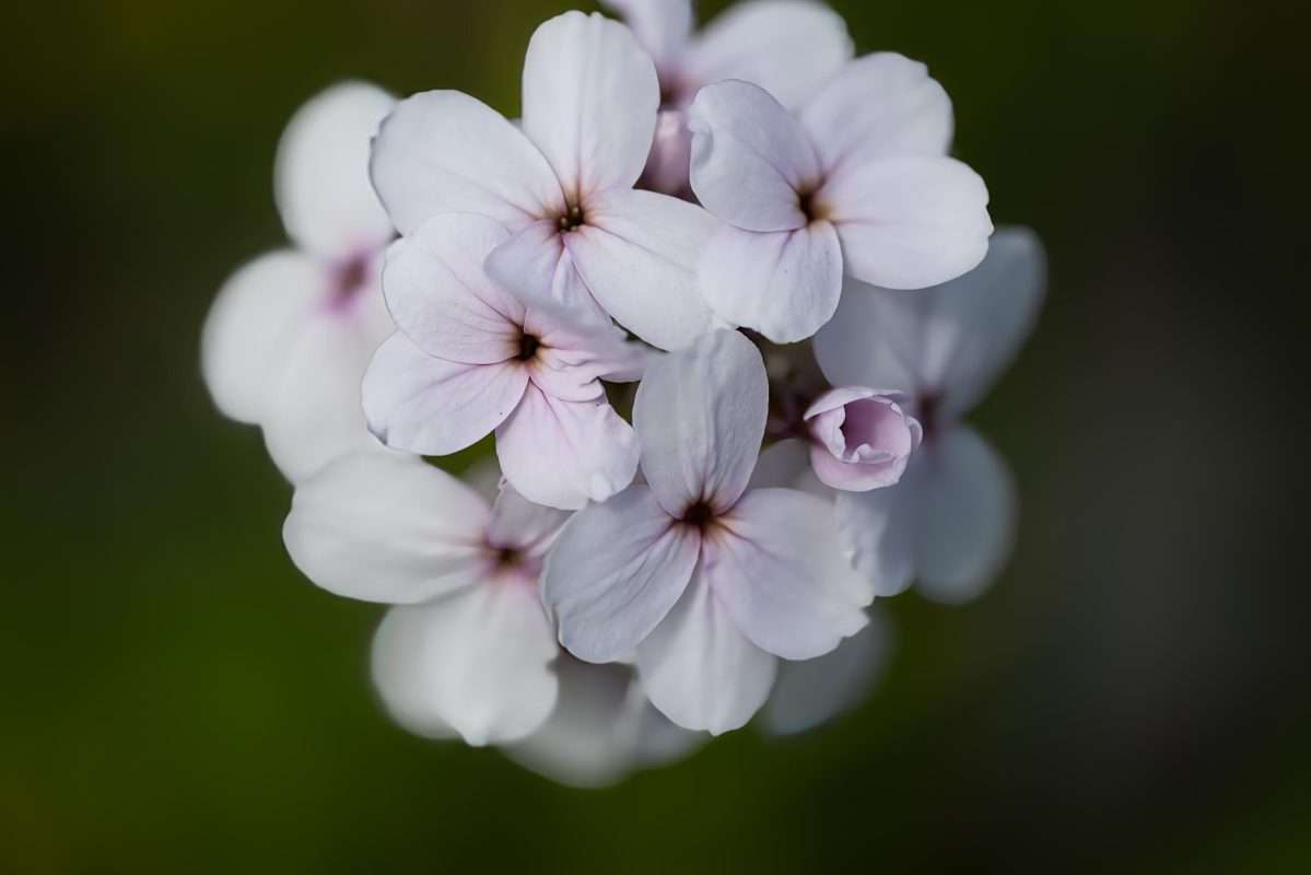natuurfotografie - Close-up van een bloesemboom in zachte pastelkleuren voor een rustgevende uitstralin