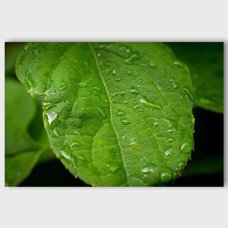 Natuurlijke muurdecoratie Waterdruppels op Groen Blad